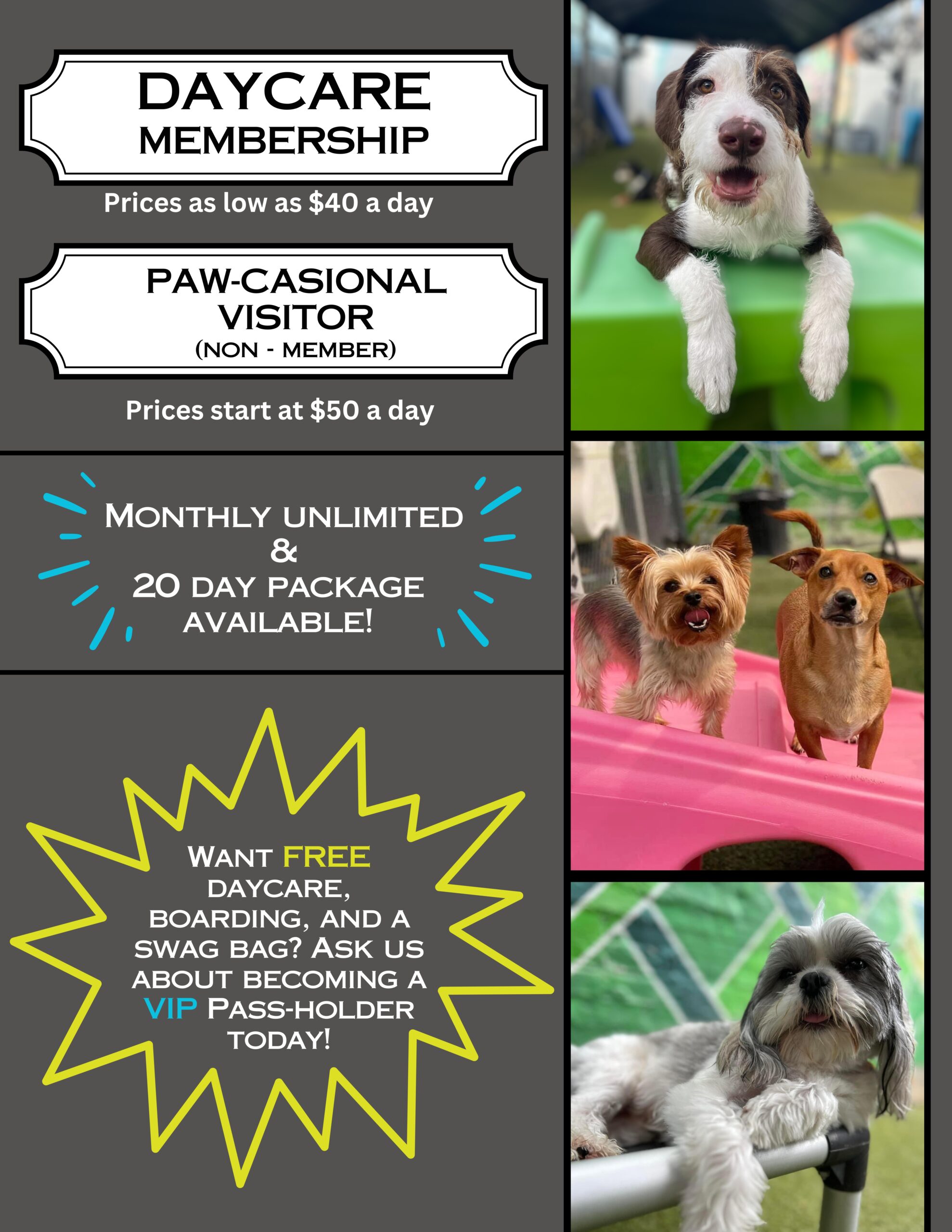 Bark Daycare Pricing